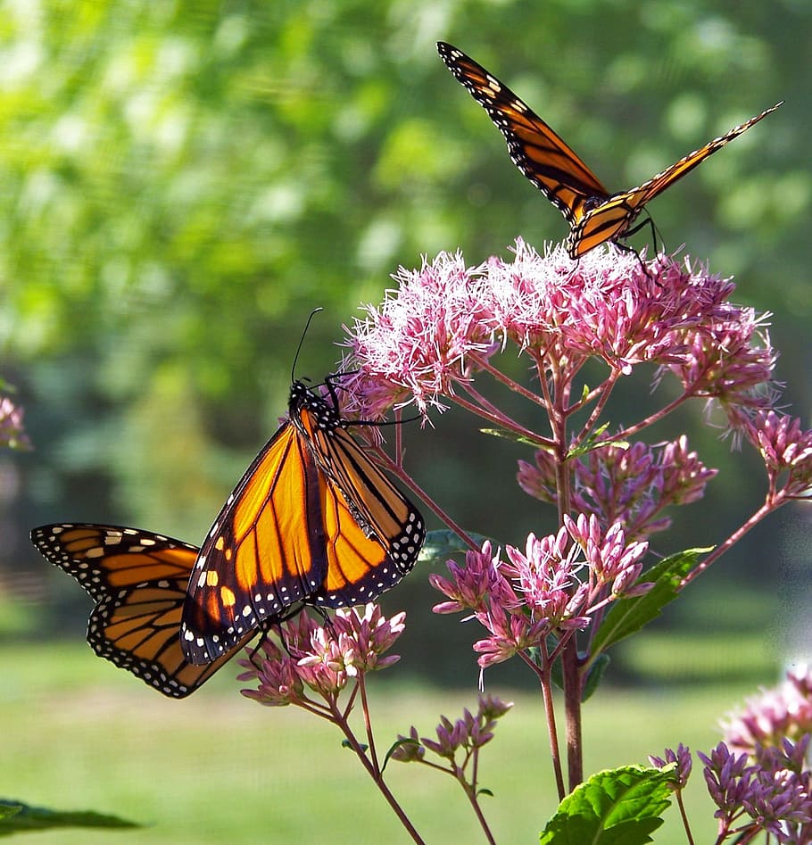 three orange-and-black butterflies on pink ixora flower during daytime selective focus photography, HD wallpaper