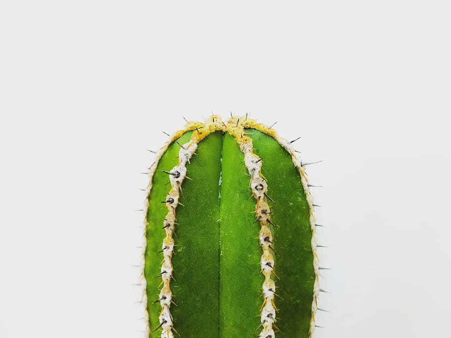green cactus plant, shallow focus photography of green cactus HD wallpaper