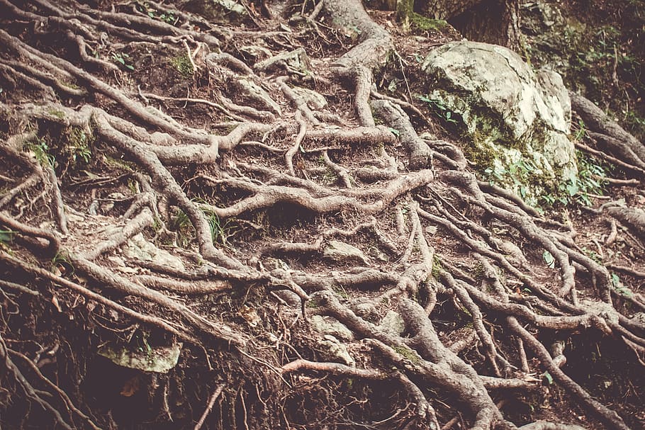 roots, trees, nature, forest, wood, green, landscape, woods HD wallpaper