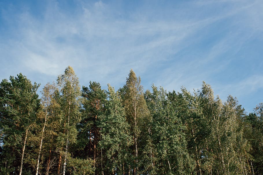 In the forest, landscape, nature, tree, outdoors, woodland, sky HD wallpaper