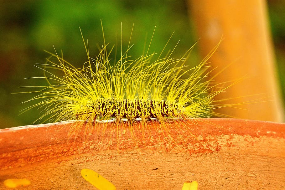caterpillar, insect, hairy, fluffy, yellow, green, rare, close-up HD wallpaper