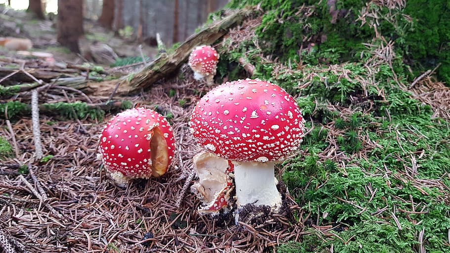 fly agaric, forest, green, mushroom, red, white, toxic, forest floor HD wallpaper