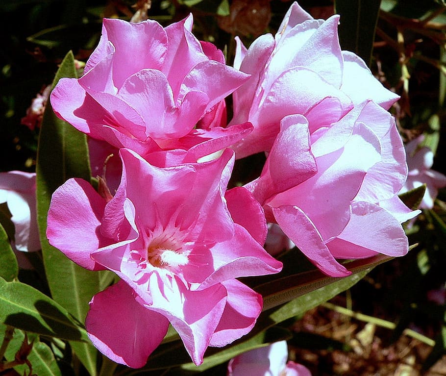 Flowers, Plants, Petal, Garden, Floral, blossom, environment HD wallpaper