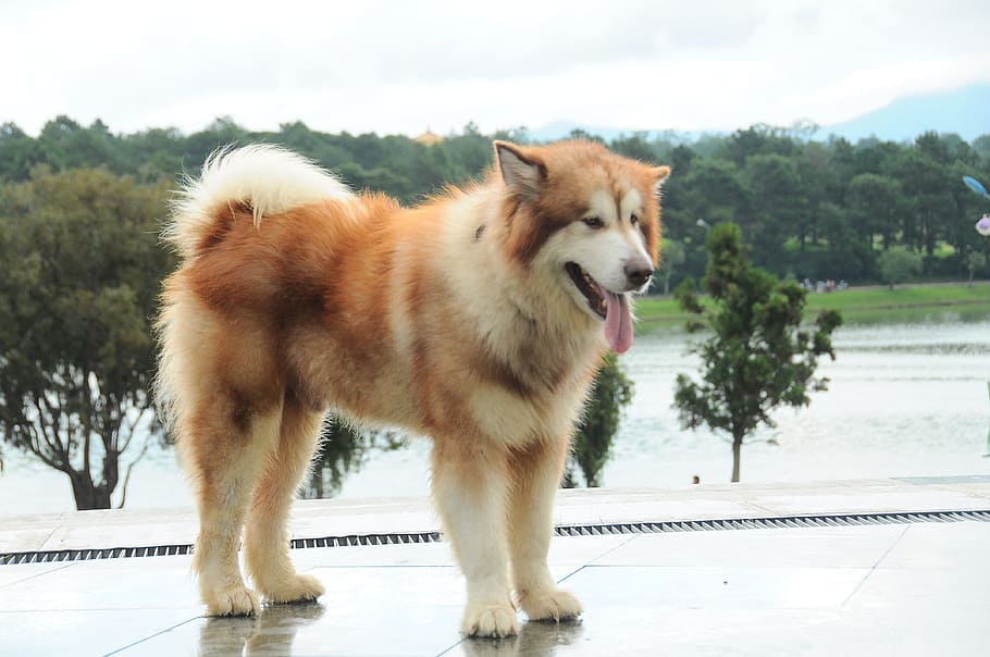 stroll, play, drain, park, one animal, mammal, dog, pets, domestic HD wallpaper