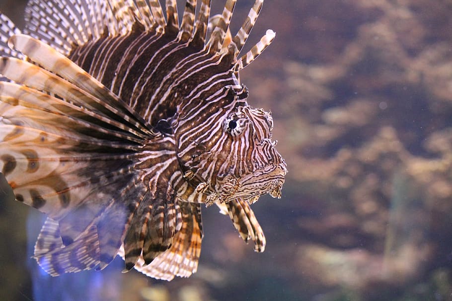 lionfish, aquarium, water, animals in the wild, animal wildlife HD wallpaper
