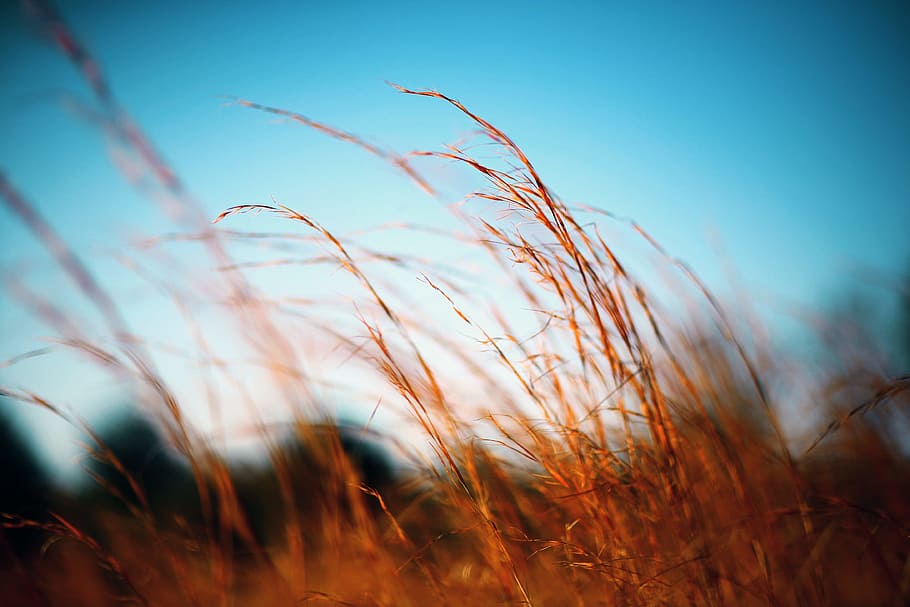 selective focus photography of brown grasses against blue sky, selective focus photo of wheath HD wallpaper