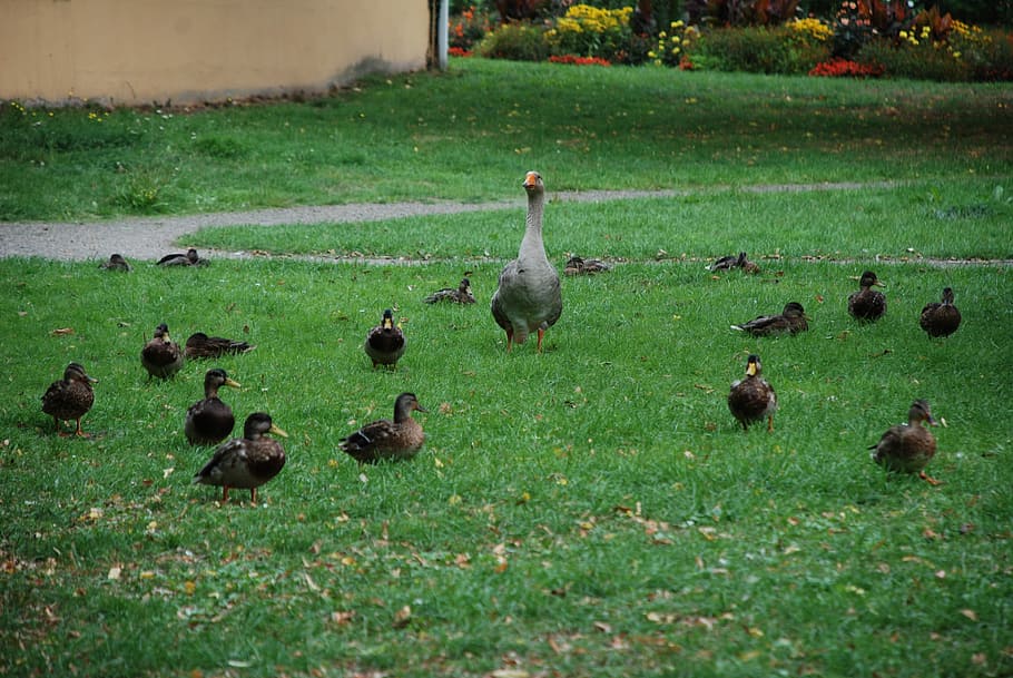 Duck, Goose, Poultry, Bird, duck bird, water bird, plumage HD wallpaper
