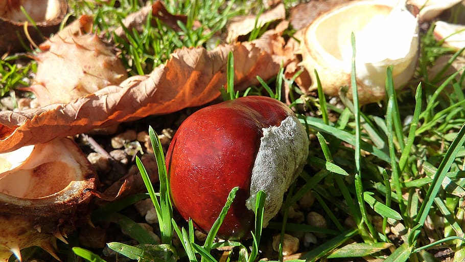 chestnut, chestnut nuts, chestnut fruit, autumn, buckeye, shine HD wallpaper