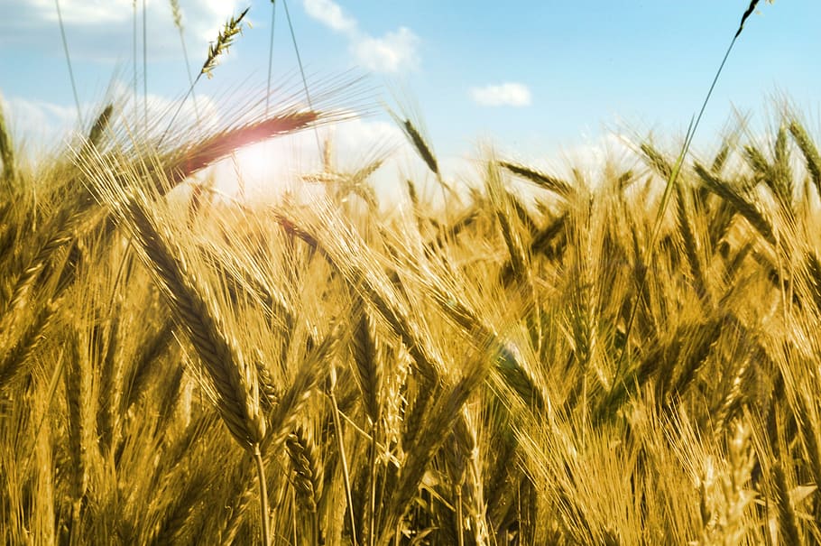 dried wheat photo under white and blue clouds at daytime, corn HD wallpaper