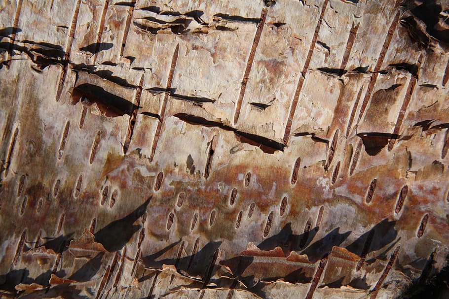 Texture, Silver Birch, Birch, Bark, nature, tree, birch tree HD wallpaper