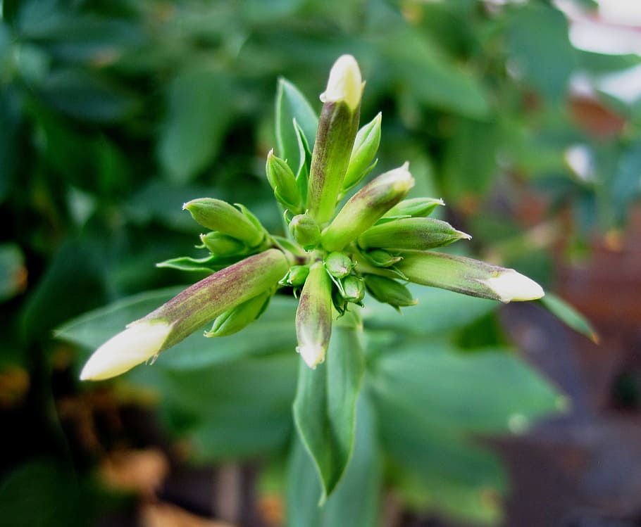 flowers, buds, white, opening, star burst, leaves, green, nature HD wallpaper