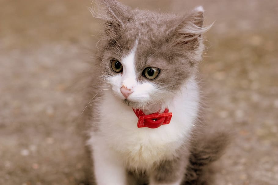 gray and white kitten with red collar, Cat, Small, Cute, pete HD wallpaper