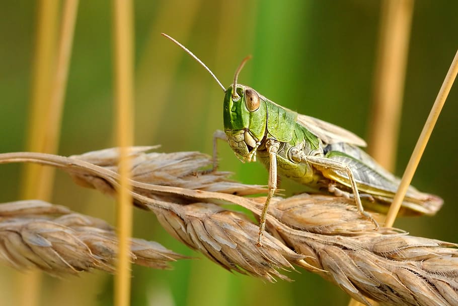 green grasshopper on brown wheat, desert locust, insect, macro HD wallpaper