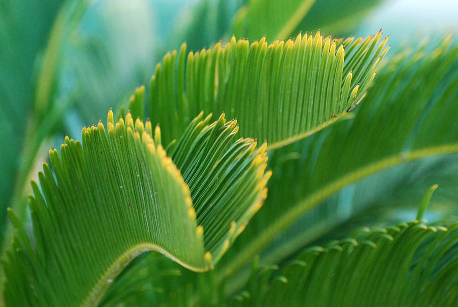 green, plant, palm tree, turquoise, caribbean, nature, background HD wallpaper