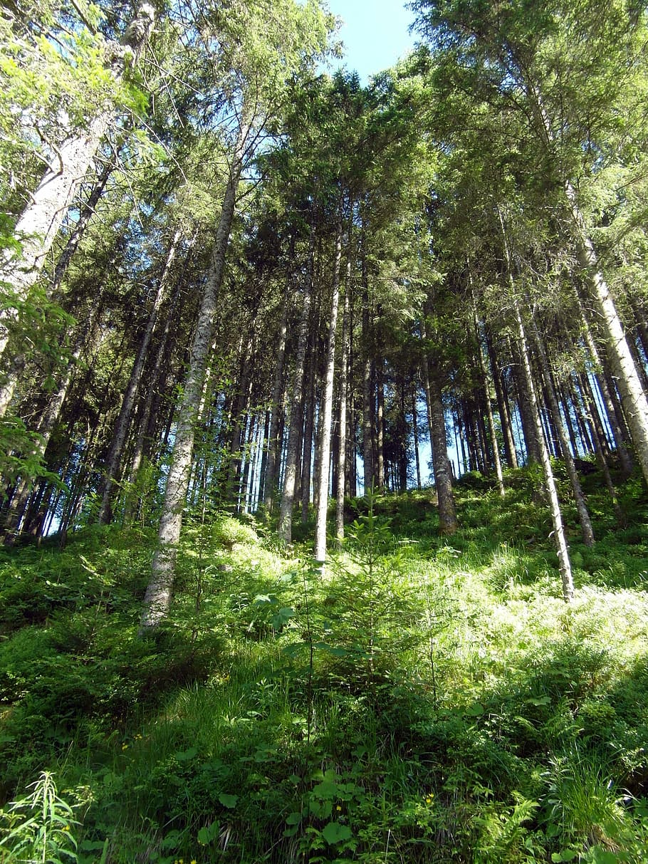 black forest, slope, hiking, plant, tree, land, growth, beauty in nature HD wallpaper