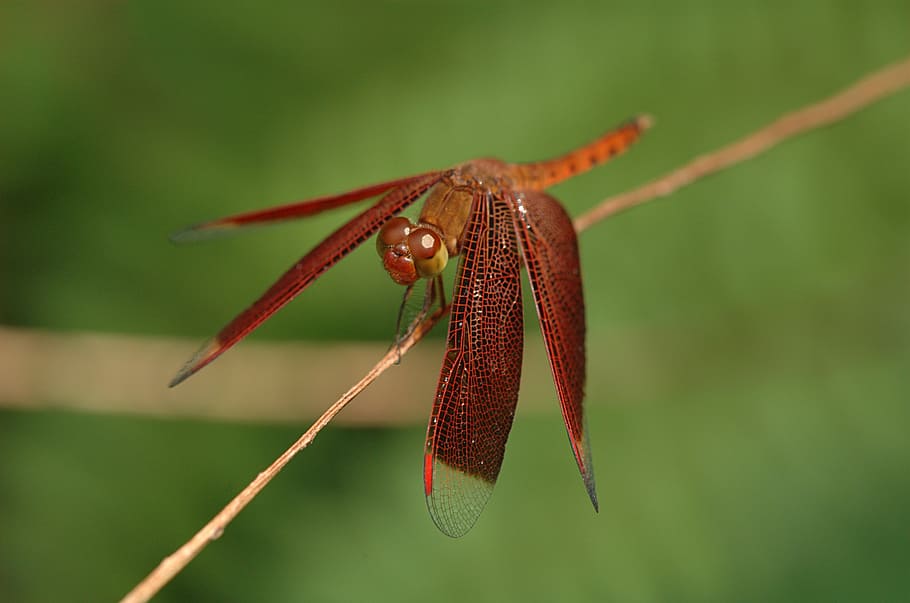 neurothemis, dragonfly, insect, stem, nature, outside, close-up HD wallpaper