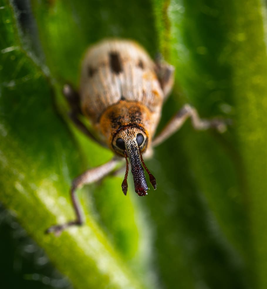 beetle, insect, coleoptera, weevil, macro, invertebrate, animal wildlife HD wallpaper