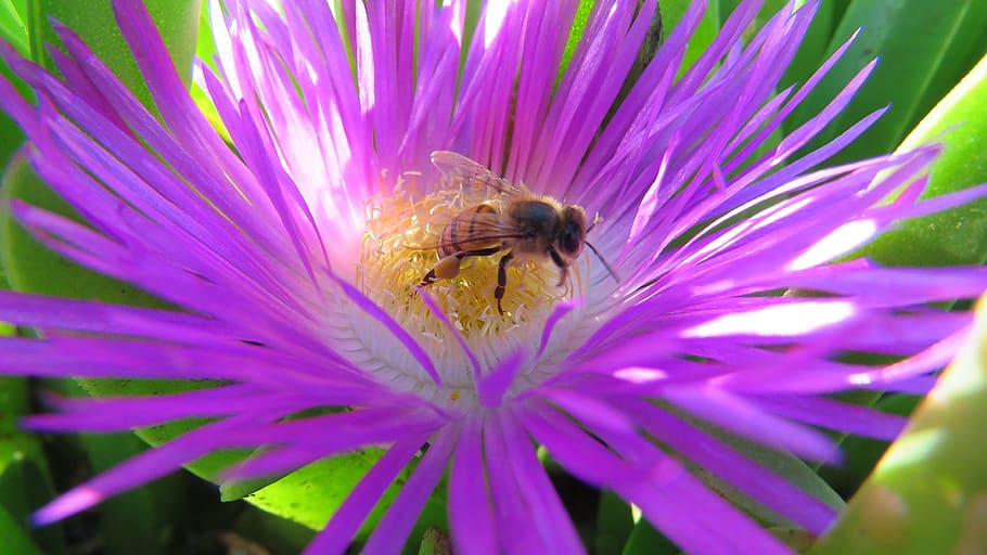 flower, bee, nature, garden, pollination, flowering plant, beauty in nature HD wallpaper