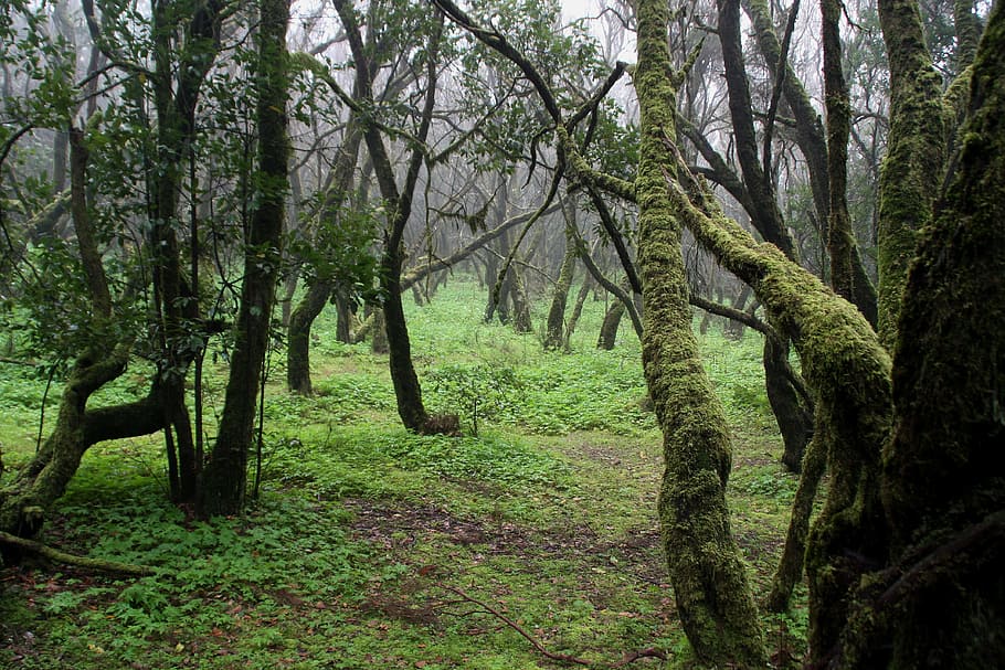 Forest, Trees, Moss, nature, no people, outdoors, scenics, landscape HD wallpaper