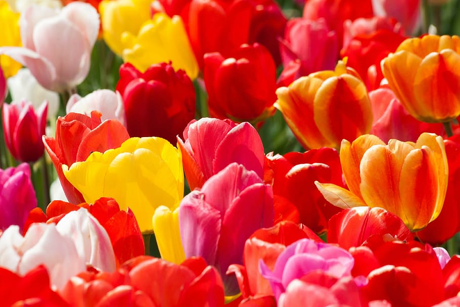 close-up photo of assorted-color tulip flowers, spring flower HD wallpaper
