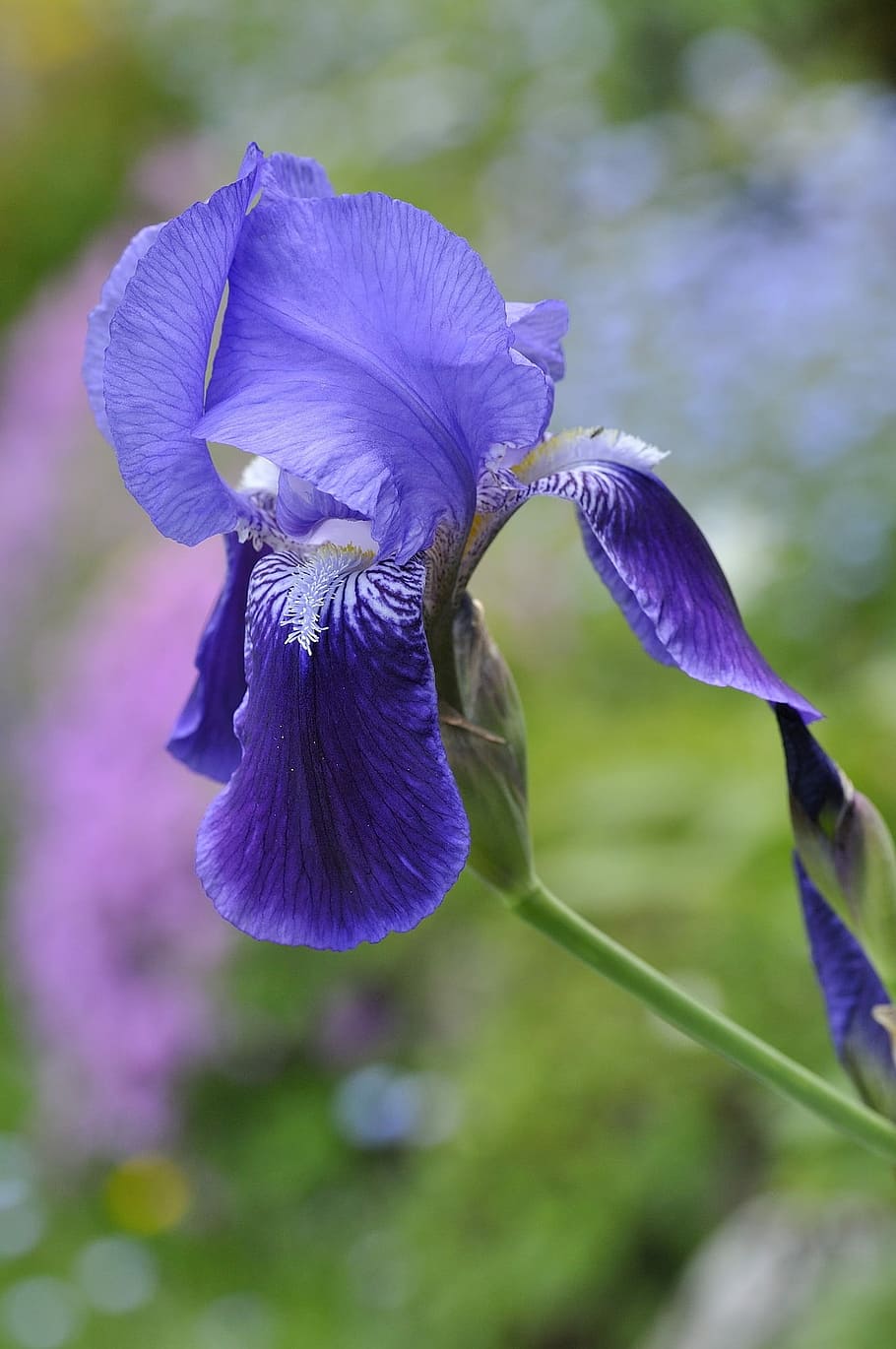 Iris, Flower, Plant, Blossom, Bloom, blue, gorgeous, spring HD wallpaper
