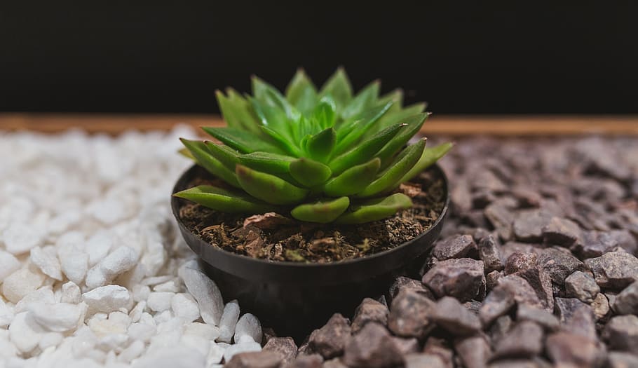 green, plant, rocks, black, white, green color, growth, no people