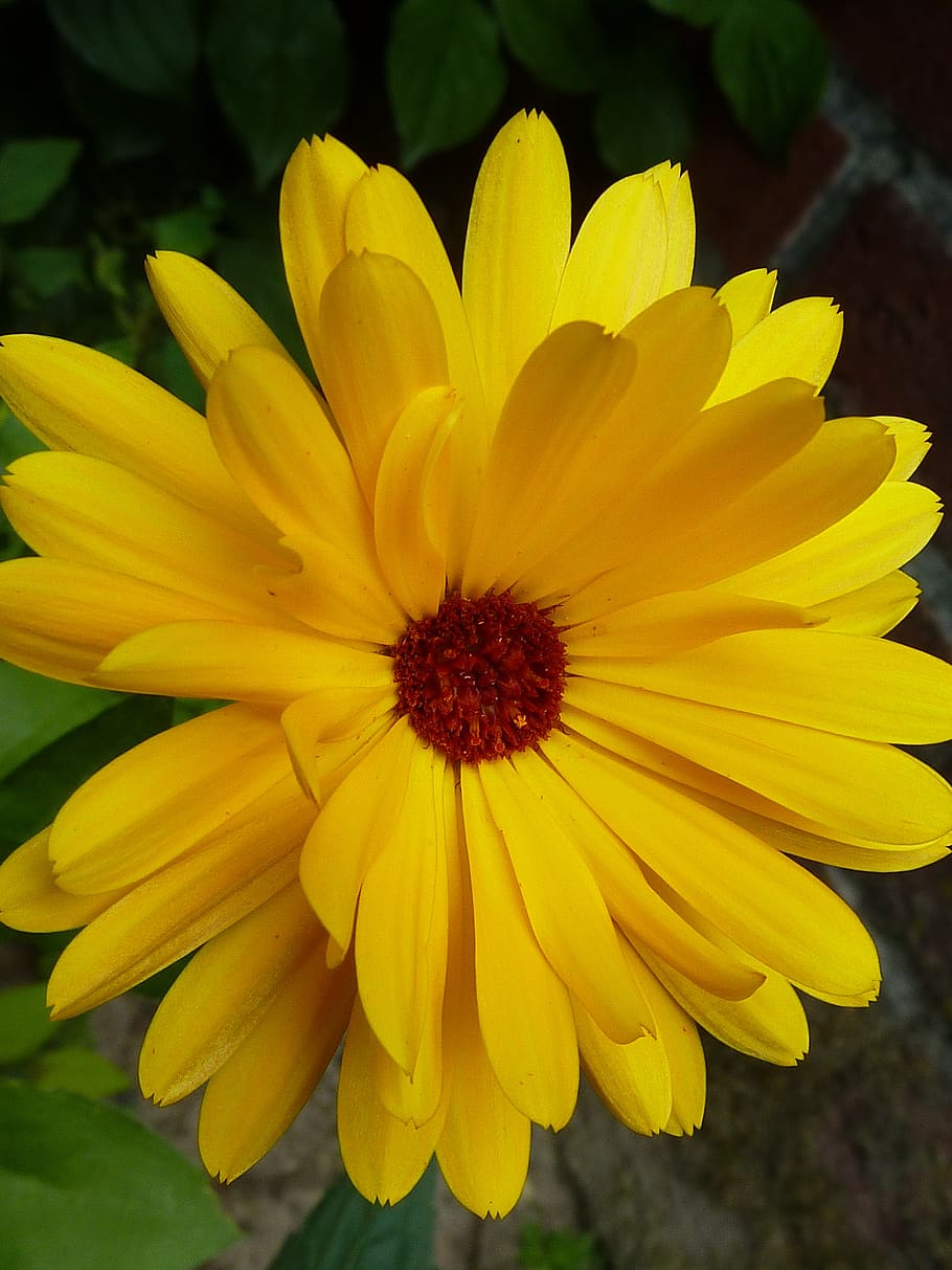 marigold, yellow, blossoms, intensive, flowering plant, fragility HD wallpaper