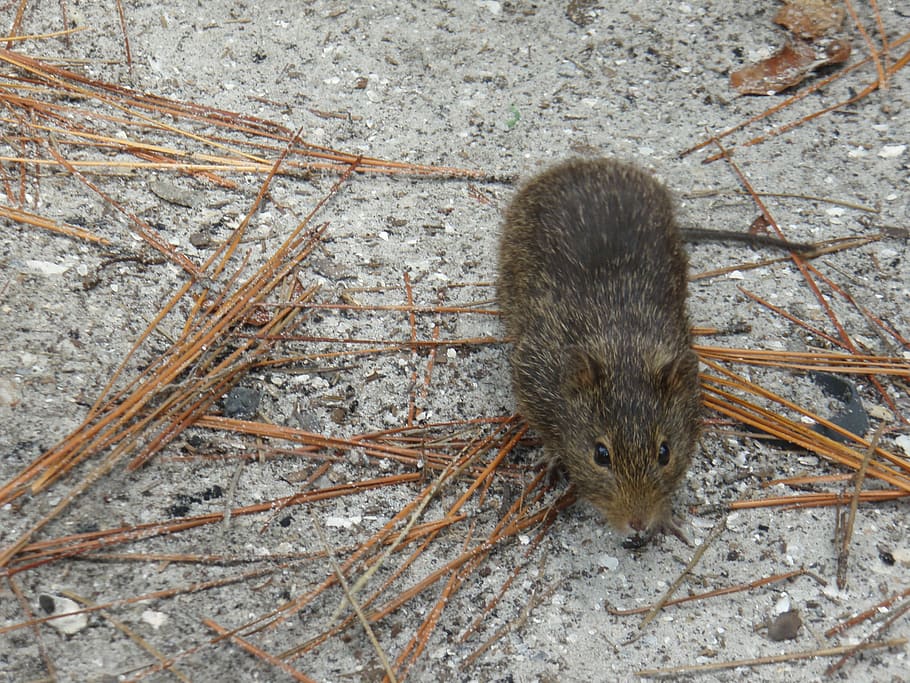 rat, mouse, animal, nager, rodent, pest, animal themes, one animal HD wallpaper