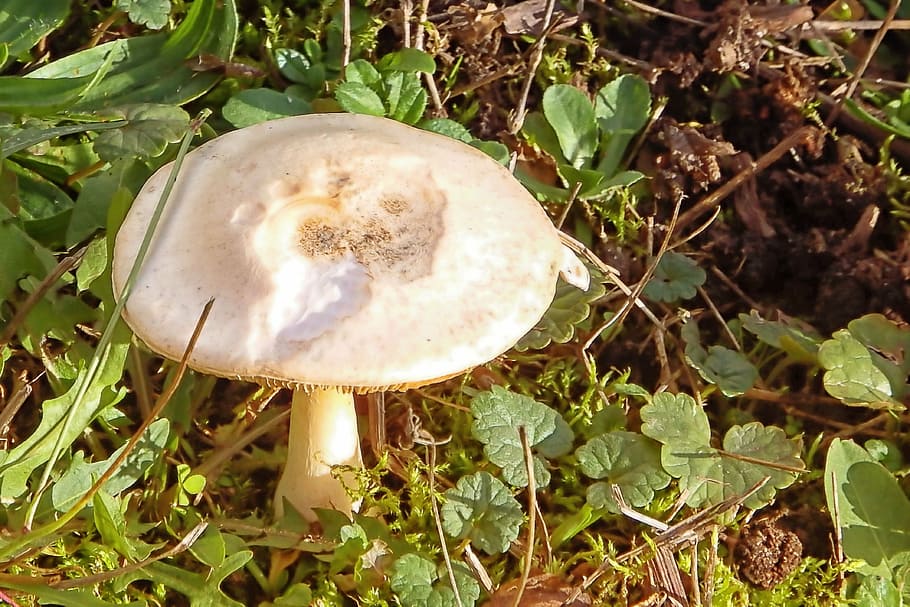 mushroom, meadow, grass, nature, autumn, mushrooms on meadow HD wallpaper