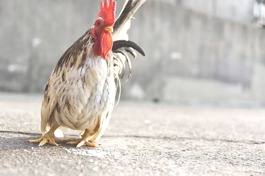 white-and-brown hen standing on gray concrete surface, white rooster HD wallpaper