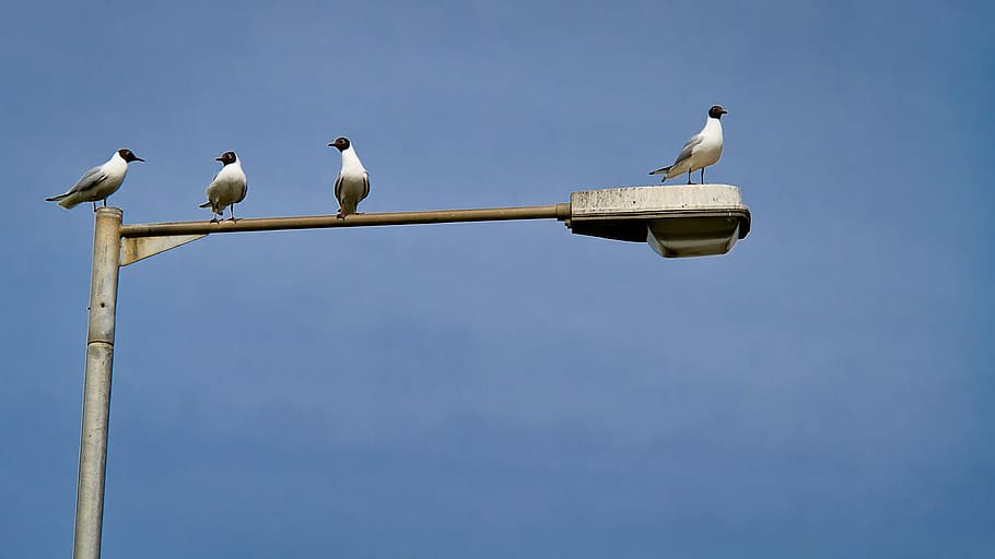 Gossip, Gull, Seagull, Discussion, argument, nature, wildlife HD wallpaper