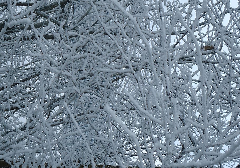 snow, winter, aesthetic, tree, branches, frost, cold, frozen HD wallpaper