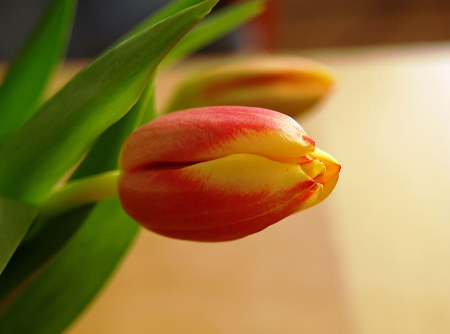 tulip, blossom, bloom, red, yellow, close, flower, fruit, food HD wallpaper