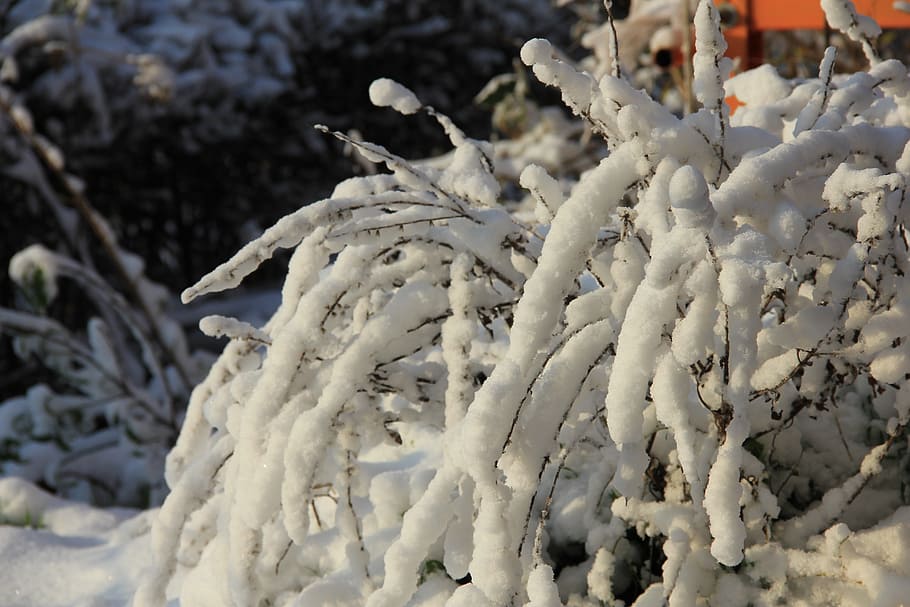 winter, sunlight, nature, snow, cold temperature, white color HD wallpaper