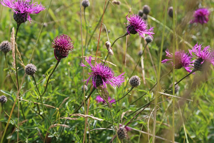 cornwall, flowers, pink, england, flora, wild, british, green HD wallpaper