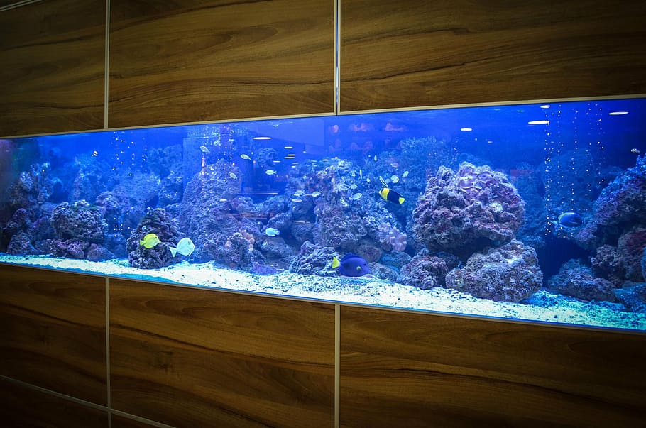 aquarium, fish, water, animals, underwater, reef, sea, coral HD wallpaper