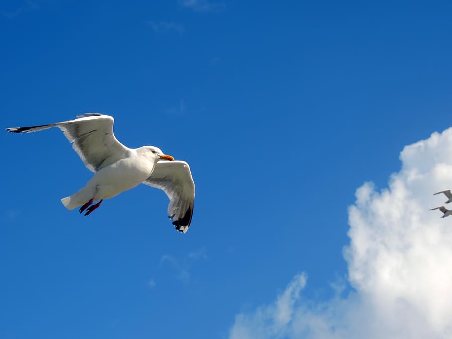 seagull, sky, fly, blue, animal, birds nature, clouds, dom HD wallpaper