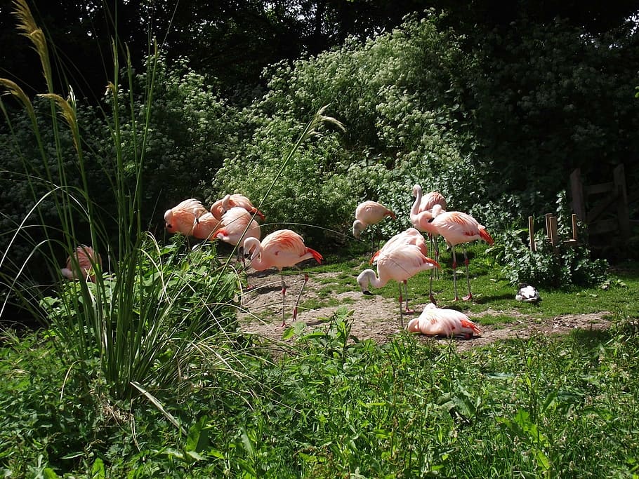 flamingoes, animals, zoo, nature, bird, wildlife, animal themes HD wallpaper