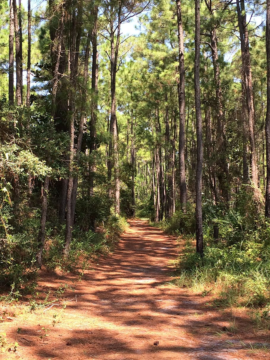 pathway, nature, outdoor, natural, forest, environment, footpath HD wallpaper