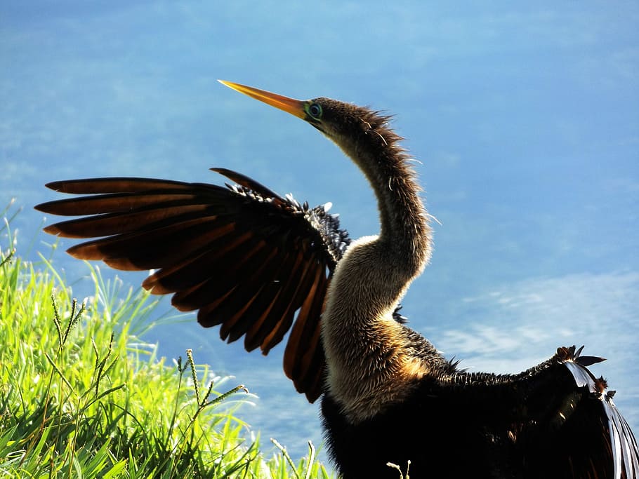 Sun, taking, the, one animal, animal wildlife, animals in the wild HD wallpaper