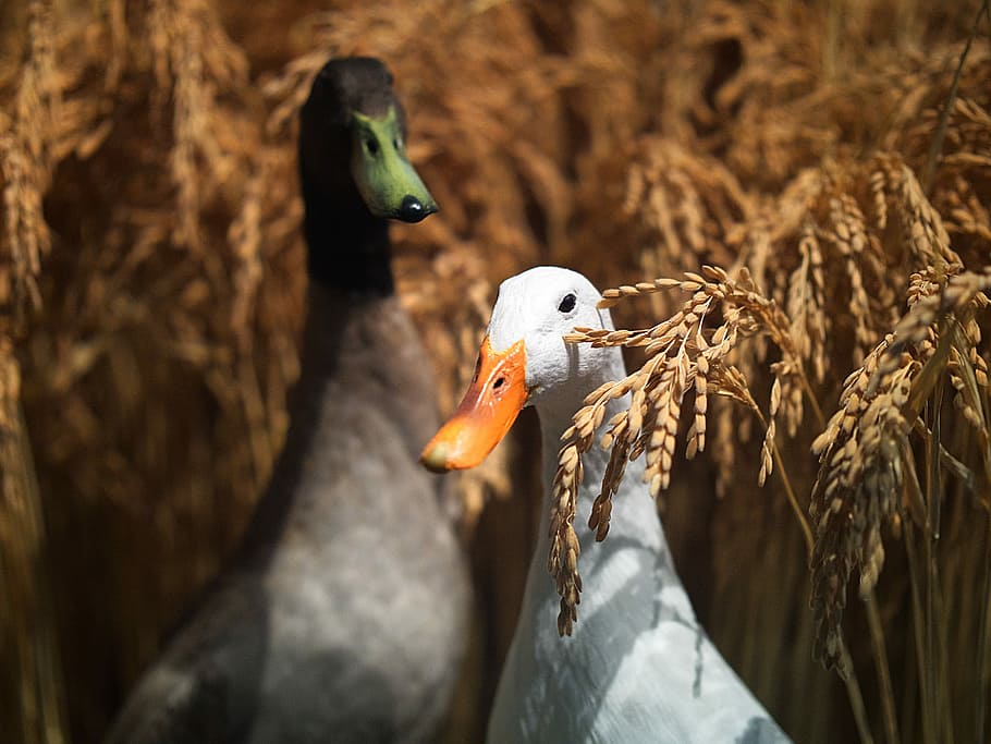 The Ducks!, selective focus photography of two ducks, white, animal HD wallpaper