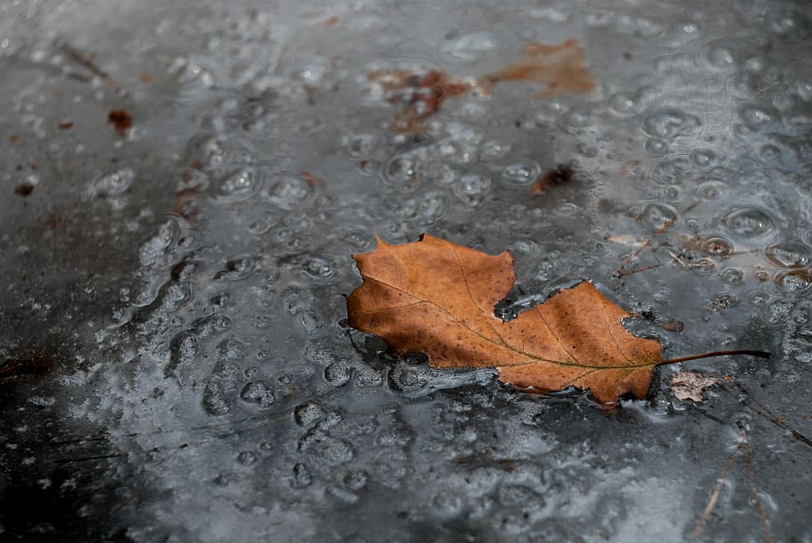 nature, water, background, winter, sheet, autumn, change, plant part HD wallpaper