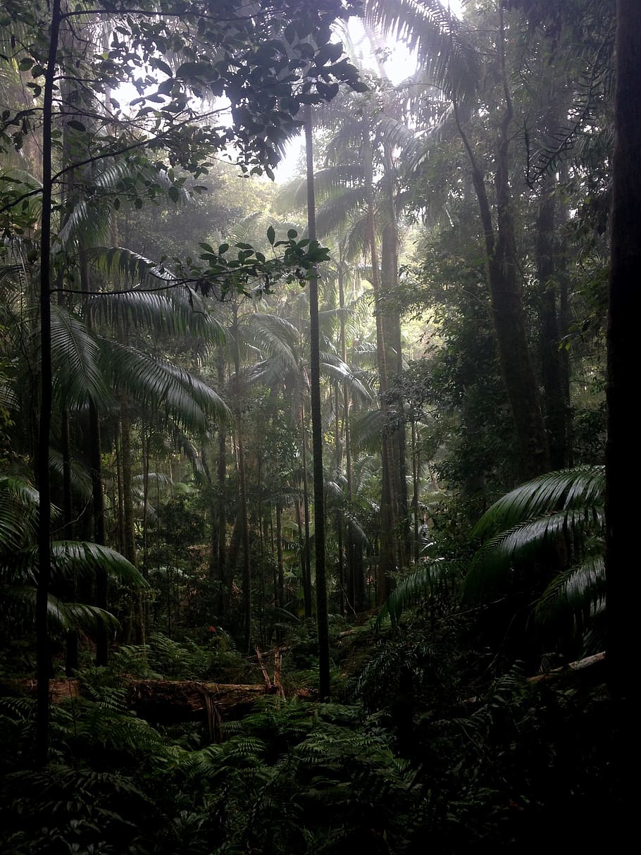 sunlight, rainforest, tropical, outdoor, green, bright, leaves HD wallpaper