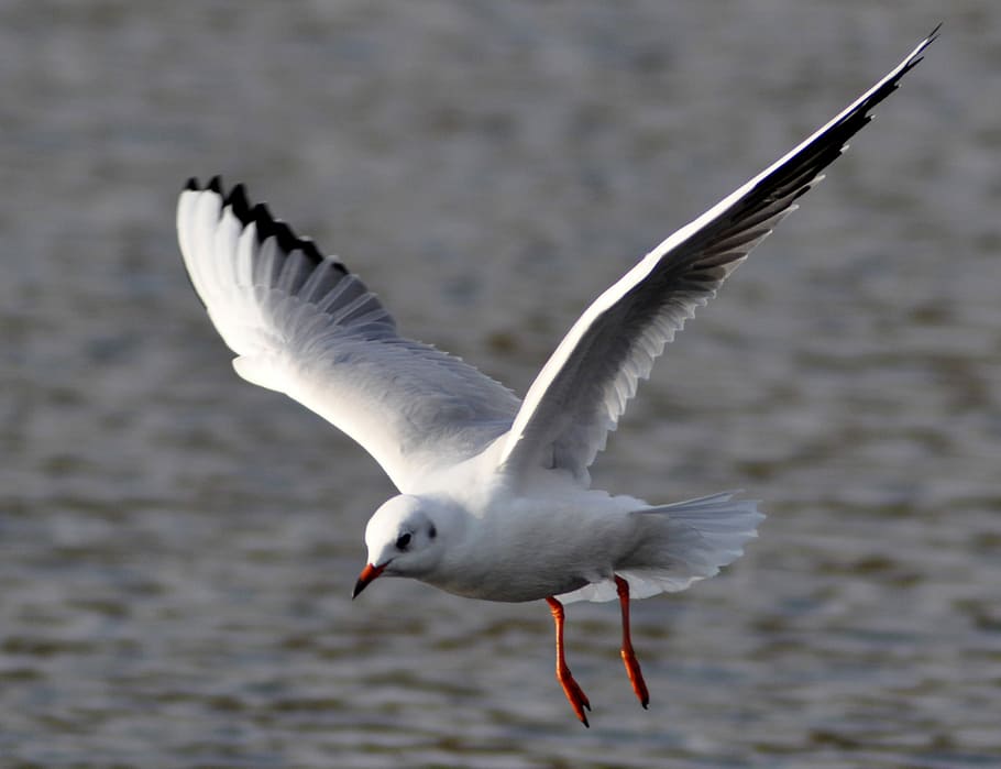 bird, wild world, seagull, wing, nature, flight, wingtip toys HD wallpaper