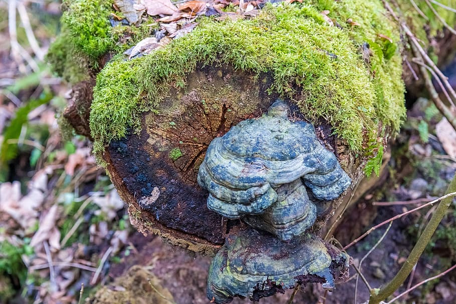 Tree, Moss, Forest, baustamm, tree fungus, mushroom, mood, growth HD wallpaper