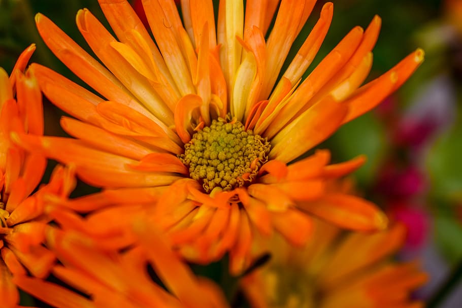 flower, nature, plant, summer, flowering plant, freshness, fragility HD wallpaper