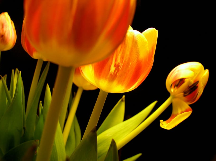 tulips, flowers, withered, black, flowering plant, freshness HD wallpaper