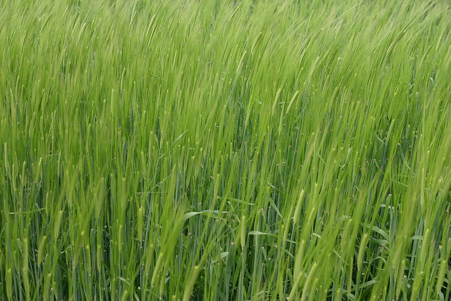 barley, spring, may, plant, green color, growth, field, backgrounds HD wallpaper