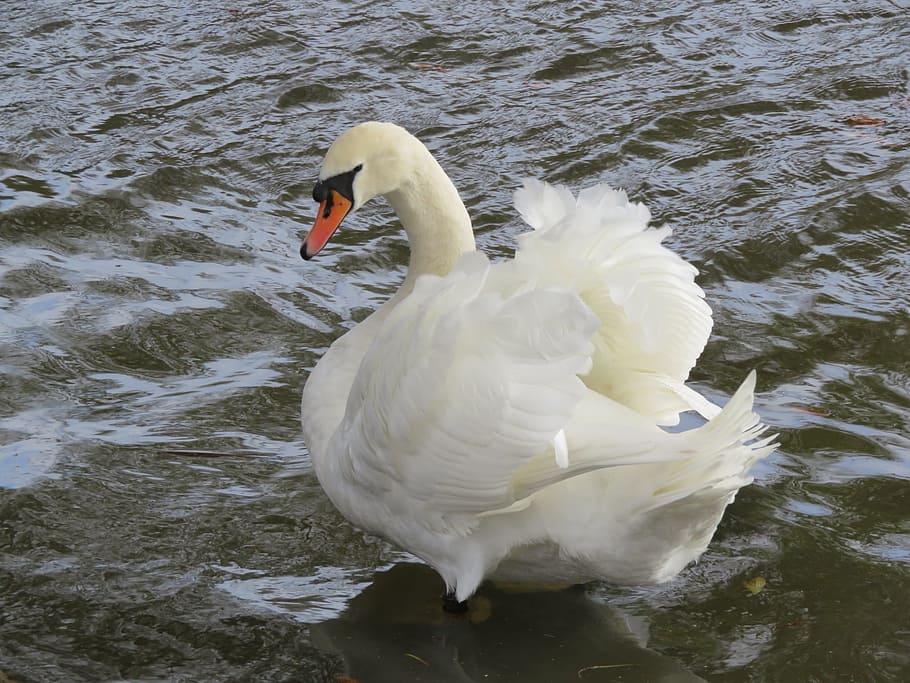 Swan, White, Feathers, Bird, Majestic, soft, plumage, england HD wallpaper