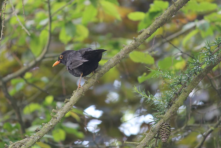 blackbird, songbird, nature, plumage, bill, tree, animal, black bird